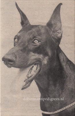 Attila v. Zenn | Black Doberman Pinscher
