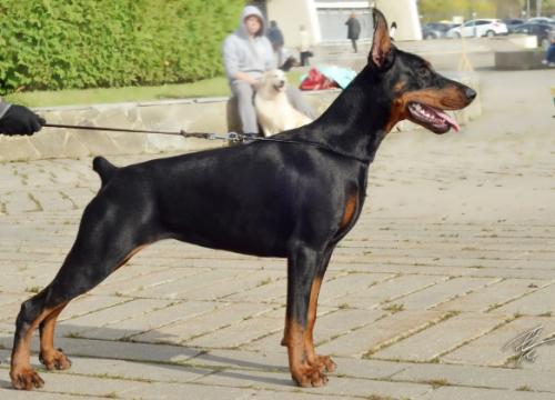 Filimamont Estera Enchantress | Black Doberman Pinscher