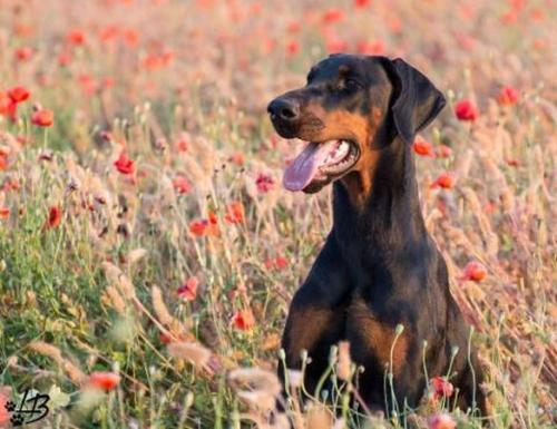 Dura Lex Polonia Kiss Me | Black Doberman Pinscher