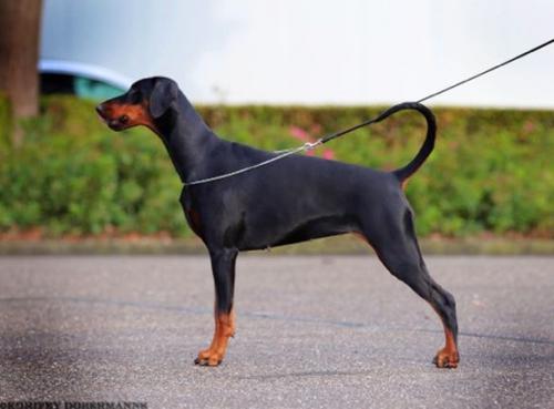 Russkaja Mechta Zara Zarina | Black Doberman Pinscher