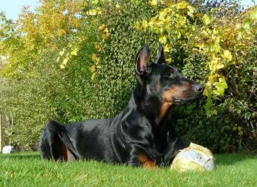 Withny v.d. Astra-Hoeve | Black Doberman Pinscher