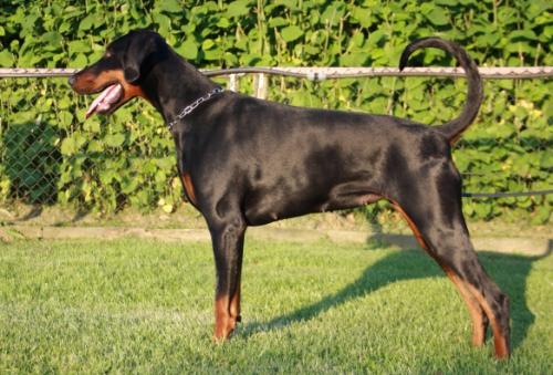 Absolut Enzo's Baira Brilliant | Black Doberman Pinscher