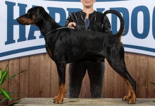 Absolut Enzo's Boy Brilliant | Black Doberman Pinscher