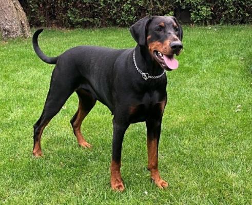 Rosenna v. Georgstolz | Black Doberman Pinscher