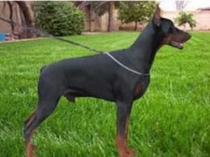 Noel (JR 79763) | Black Doberman Pinscher