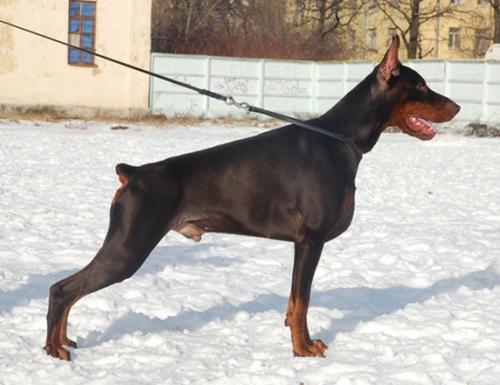 Grand Mollis Parker | Brown Doberman Pinscher