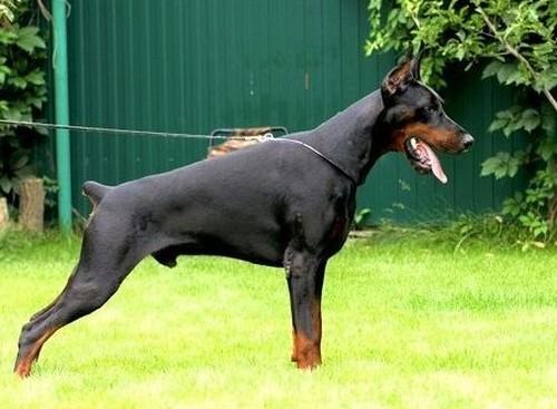 Pride of Russia Chingay | Black Doberman Pinscher