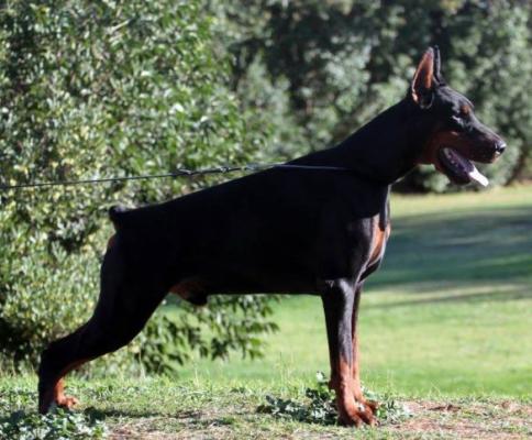 Pride of Russia Chongar | Black Doberman Pinscher