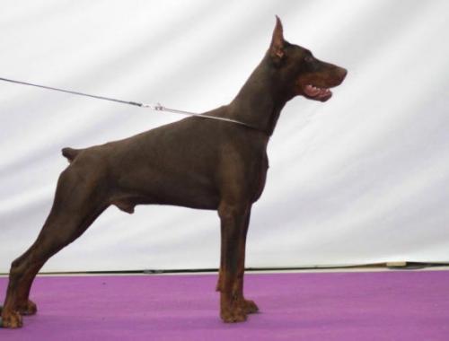Pride of Russia Chapay | Brown Doberman Pinscher