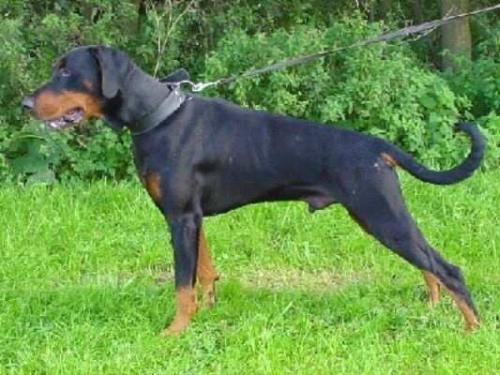 Voran-Zoran v.d. Groote Maat | Black Doberman Pinscher