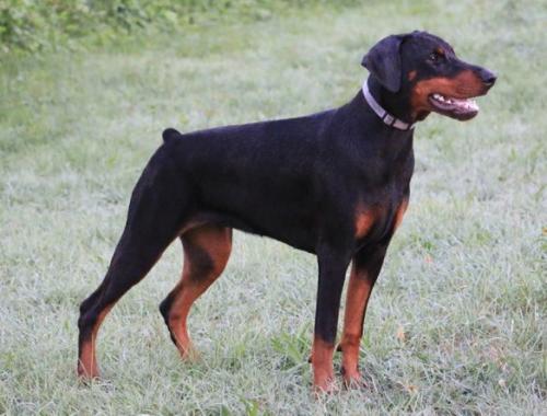 Filimamont Evita Flying Spur | Black Doberman Pinscher