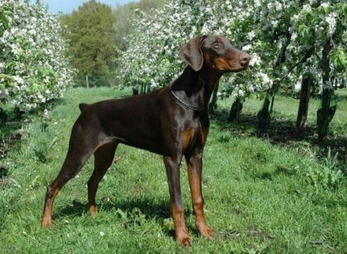 Dascha du bois de Lindthout | Brown Doberman Pinscher