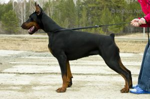 Perfekto Istinnaya Ledi | Black Doberman Pinscher