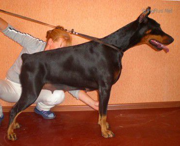 Larsi Littl Litual | Black Doberman Pinscher