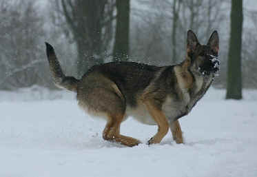 Daila vom Banholz | German Shepherd Dog 