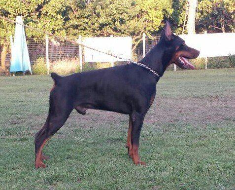 Timoty Tach (LO14155180) | Black Doberman Pinscher