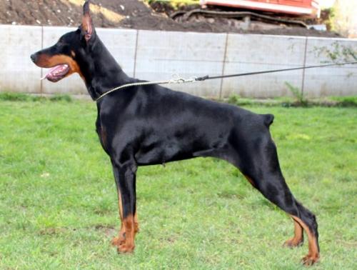 Barcello' Maya Dell'Antiqua Hirpinia | Black Doberman Pinscher