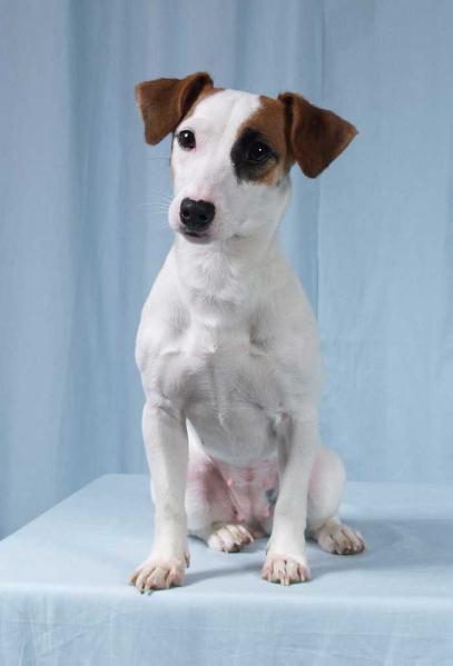 Dolina Ohotnika Bakardi | Jack Russell Terrier 