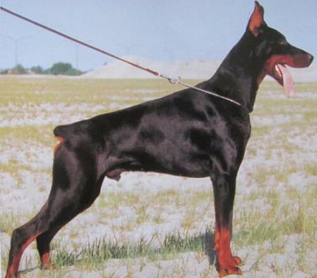 Vysan v. Hof ter Eeckhout | Black Doberman Pinscher