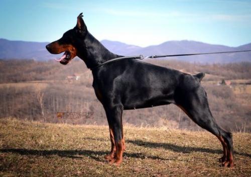 Fort Bellators Igraine Valour | Black Doberman Pinscher