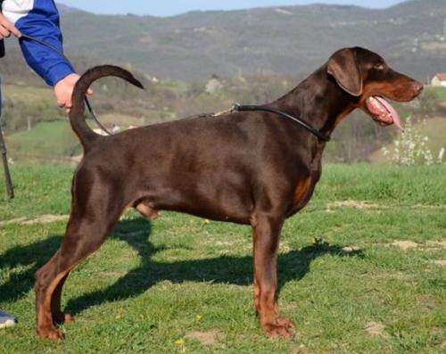 Fort Bellators Ildefonso | Brown Doberman Pinscher