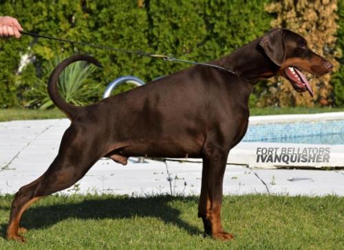 Fort Bellators Ivanquisher | Brown Doberman Pinscher