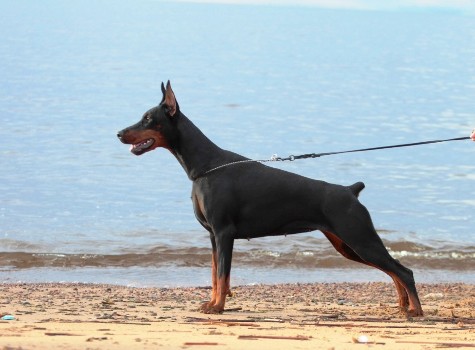 Pride of Russia Chernaya Magia | Black Doberman Pinscher