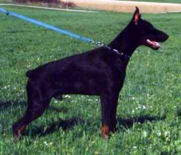 Apollo v. Eden | Black Doberman Pinscher