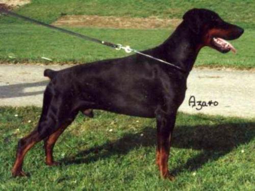 Azaro v. Eden | Black Doberman Pinscher