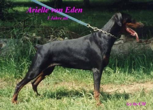 Arielle v. Eden | Black Doberman Pinscher
