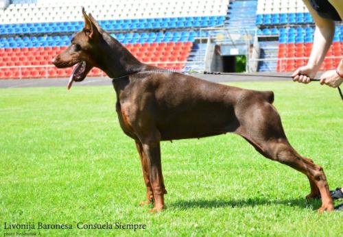 Livonija Baronesa Consuela Siempre | Brown Doberman Pinscher