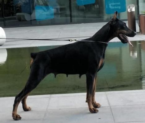 Livonija Baronesa Cuba Libre | Black Doberman Pinscher