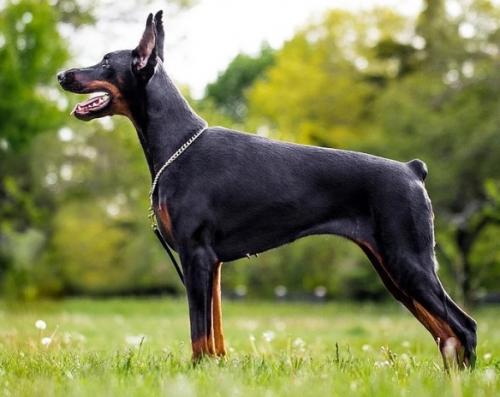 Livonija Baronesa Costa Brava | Black Doberman Pinscher