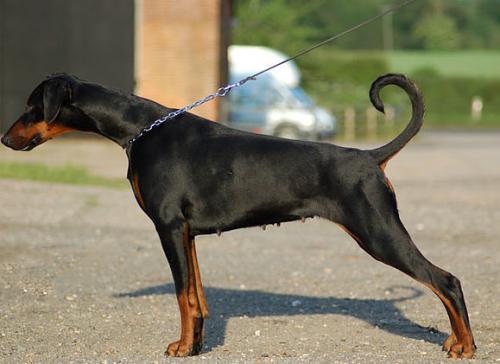 Newfords Valencia | Black Doberman Pinscher