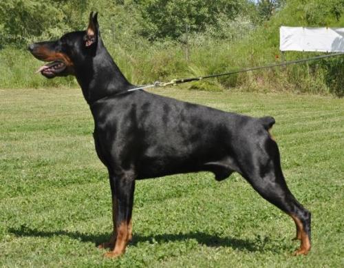 Tayson della Ninfa Nobel | Black Doberman Pinscher