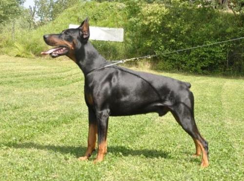 Tiago della Ninfa Nobel | Black Doberman Pinscher