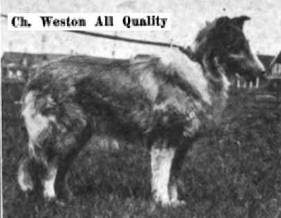 Weston All Quality | Rough Collie 