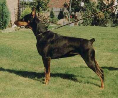 Marienburg's Irana | Black Doberman Pinscher