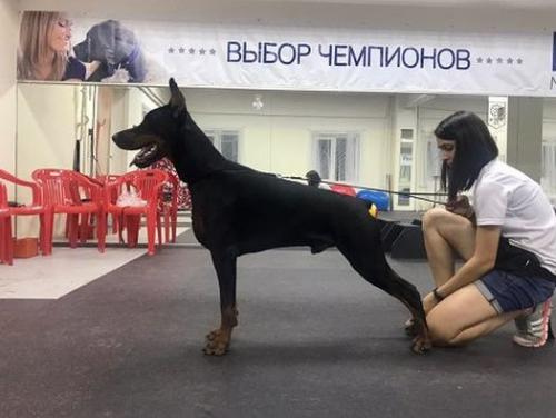 Pride of Russia Erofey | Black Doberman Pinscher