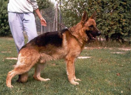 Fanto von Arminius | German Shepherd Dog 