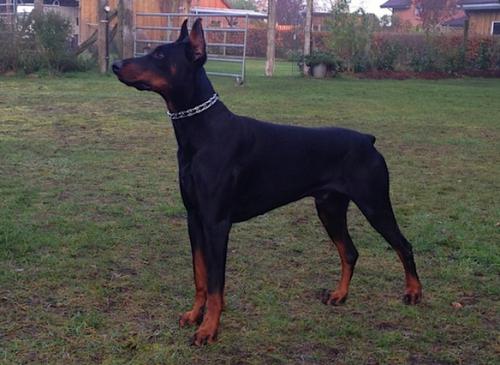 Ingo v. Landgraf | Black Doberman Pinscher