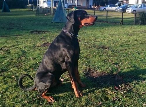 Ben v. Elbthor | Black Doberman Pinscher