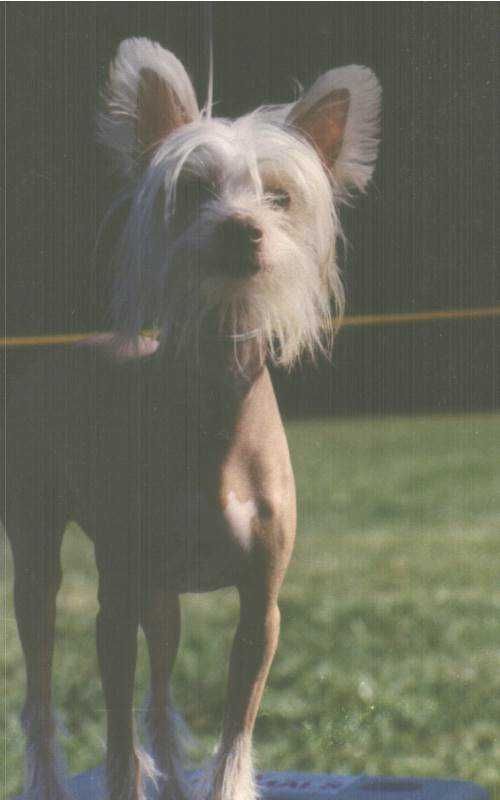 Lejo's Halo Of Phaedrian | Chinese Crested 