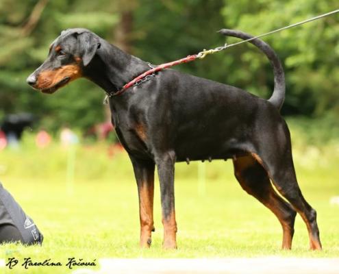 Stella v. Heiligenwald | Black Doberman Pinscher