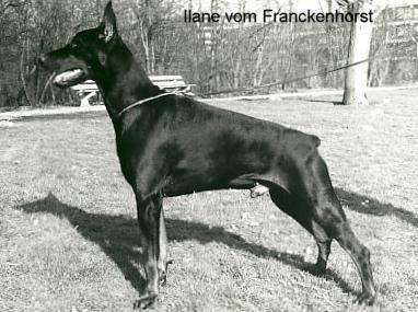 Ilane v. Franckenhorst | Black Doberman Pinscher