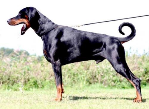 Proud Danish Happy Go Lucky | Black Doberman Pinscher