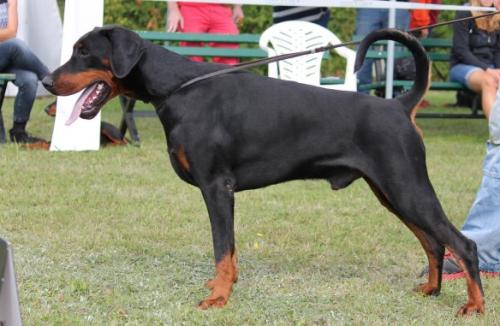 Lector v. Havelland | Black Doberman Pinscher