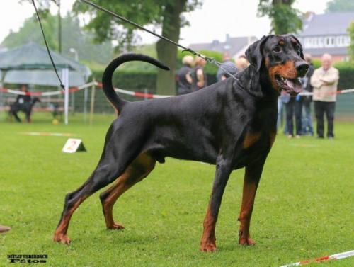 Frodo v. Brennenden Berg | Black Doberman Pinscher