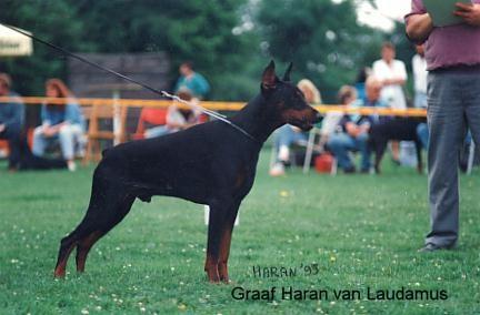 Graaf Haran v. Laudamus | Black Doberman Pinscher
