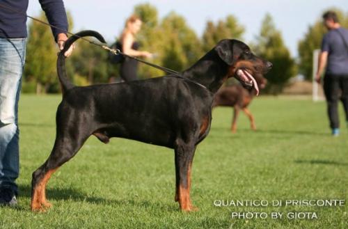 Quantico di Prisconte | Black Doberman Pinscher